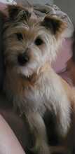 WILLIAM, Hund, Mischlingshund in Spanien - Bild 5