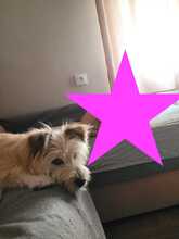WILLIAM, Hund, Mischlingshund in Spanien - Bild 6