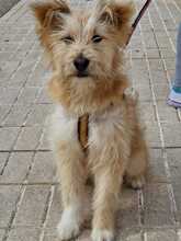 WILLIAM, Hund, Mischlingshund in Spanien - Bild 8