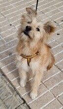 WILLIAM, Hund, Mischlingshund in Spanien - Bild 9