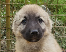 SUKI, Hund, Mischlingshund in Kroatien - Bild 1