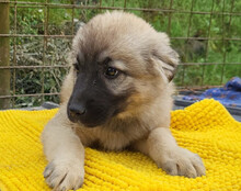 SUKI, Hund, Mischlingshund in Kroatien - Bild 10