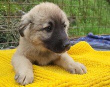 SUKI, Hund, Mischlingshund in Kroatien - Bild 11
