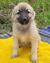 SUKI, Hund, Mischlingshund in Kroatien - Bild 2