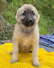 SUKI, Hund, Mischlingshund in Kroatien - Bild 5