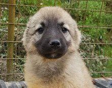 SUKI, Hund, Mischlingshund in Kroatien - Bild 6