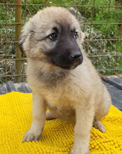 SUKI, Hund, Mischlingshund in Kroatien - Bild 7
