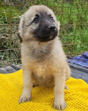 SUKI, Hund, Mischlingshund in Kroatien - Bild 8
