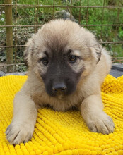 SUKI, Hund, Mischlingshund in Kroatien - Bild 9