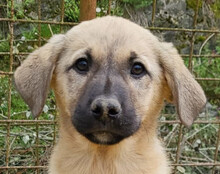 AMY, Hund, Mischlingshund in Kroatien - Bild 1