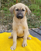 AMY, Hund, Mischlingshund in Kroatien - Bild 10