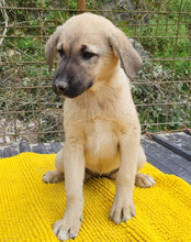 AMY, Hund, Mischlingshund in Kroatien - Bild 11