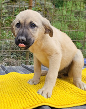 AMY, Hund, Mischlingshund in Kroatien - Bild 2