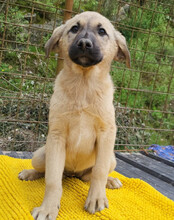 AMY, Hund, Mischlingshund in Kroatien - Bild 3