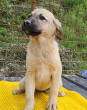 AMY, Hund, Mischlingshund in Kroatien - Bild 4