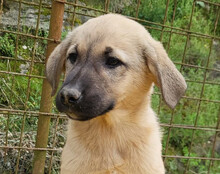 AMY, Hund, Mischlingshund in Kroatien - Bild 5