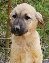 AMY, Hund, Mischlingshund in Kroatien - Bild 6