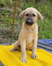 AMY, Hund, Mischlingshund in Kroatien - Bild 7