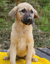 AMY, Hund, Mischlingshund in Kroatien - Bild 8