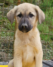 AMY, Hund, Mischlingshund in Kroatien - Bild 9