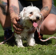 ELYSIA, Hund, Malteser in Ungarn - Bild 1