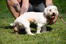 ELYSIA, Hund, Malteser in Ungarn - Bild 10