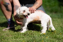 ELYSIA, Hund, Malteser in Ungarn - Bild 11