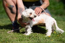 ELYSIA, Hund, Malteser in Ungarn - Bild 2