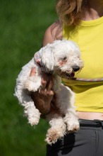 ELYSIA, Hund, Malteser in Ungarn - Bild 3