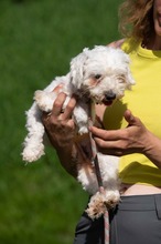ELYSIA, Hund, Malteser in Ungarn - Bild 4