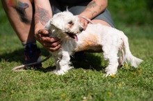 ELYSIA, Hund, Malteser in Ungarn - Bild 5