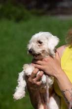 ELYSIA, Hund, Malteser in Ungarn - Bild 6