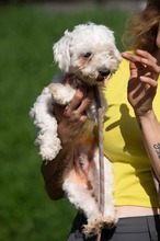 ELYSIA, Hund, Malteser in Ungarn - Bild 7