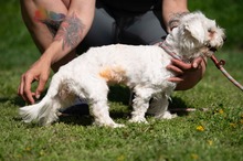 ELYSIA, Hund, Malteser in Ungarn - Bild 8