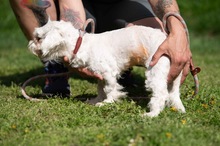 ELYSIA, Hund, Malteser in Ungarn - Bild 9