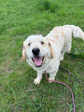 BLÜMCHEN, Hund, Mischlingshund in Rumänien - Bild 1