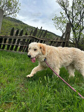 BLÜMCHEN, Hund, Mischlingshund in Rumänien - Bild 2