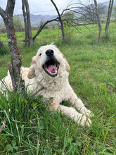 BLÜMCHEN, Hund, Mischlingshund in Rumänien - Bild 4