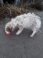 BLÜMCHEN, Hund, Mischlingshund in Rumänien - Bild 6