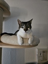 BEBE, Katze, Europäisch Kurzhaar in Hamburg