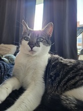 BEBE, Katze, Europäisch Kurzhaar in Hamburg - Bild 3