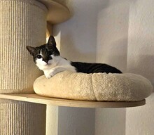 BEBE, Katze, Europäisch Kurzhaar in Hamburg - Bild 4