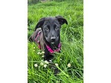 NELE, Hund, Mischlingshund in Mainhardt