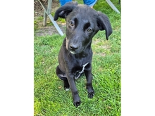 NELE, Hund, Mischlingshund in Mainhardt - Bild 2