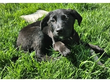NELE, Hund, Mischlingshund in Mainhardt - Bild 3