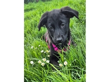 NELE, Hund, Mischlingshund in Mainhardt - Bild 4