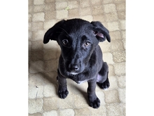 NELE, Hund, Mischlingshund in Mainhardt - Bild 5