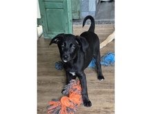 NELE, Hund, Mischlingshund in Mainhardt - Bild 6