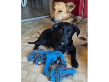NELE, Hund, Mischlingshund in Mainhardt - Bild 7