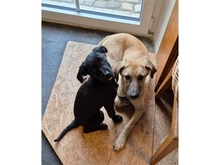 NELE, Hund, Mischlingshund in Mainhardt - Bild 8